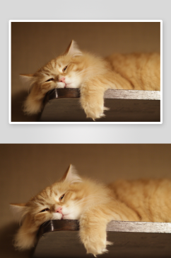 小猫猫壁纸风景画图片