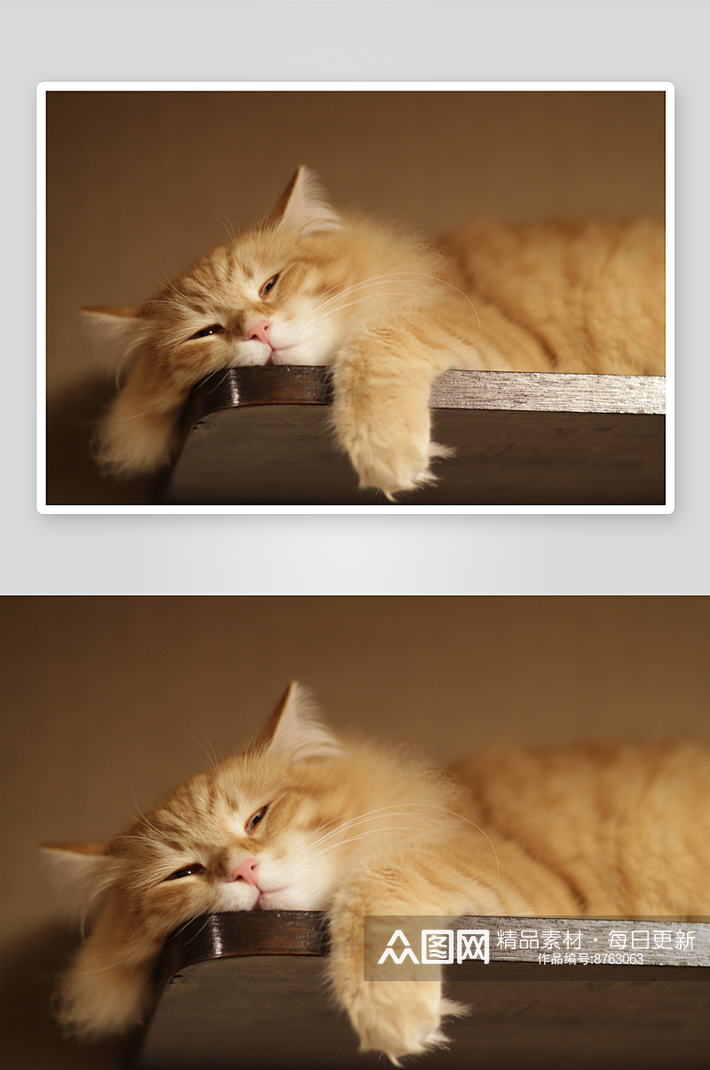 小猫猫壁纸风景画图片素材