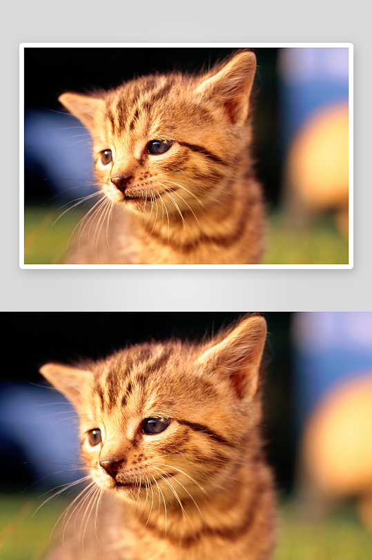 小猫风景画图片摄影图
