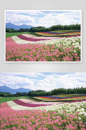 山水花卉风景画图片