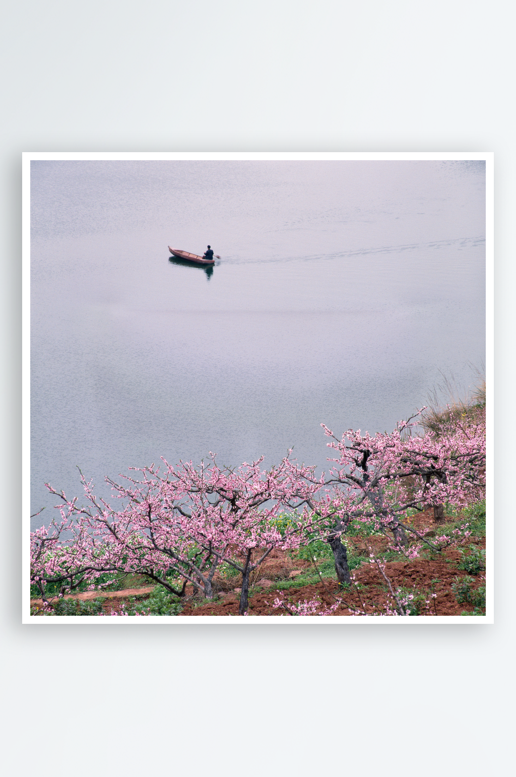 自然風(fēng)景壁紙樹林大樹攝影圖素材