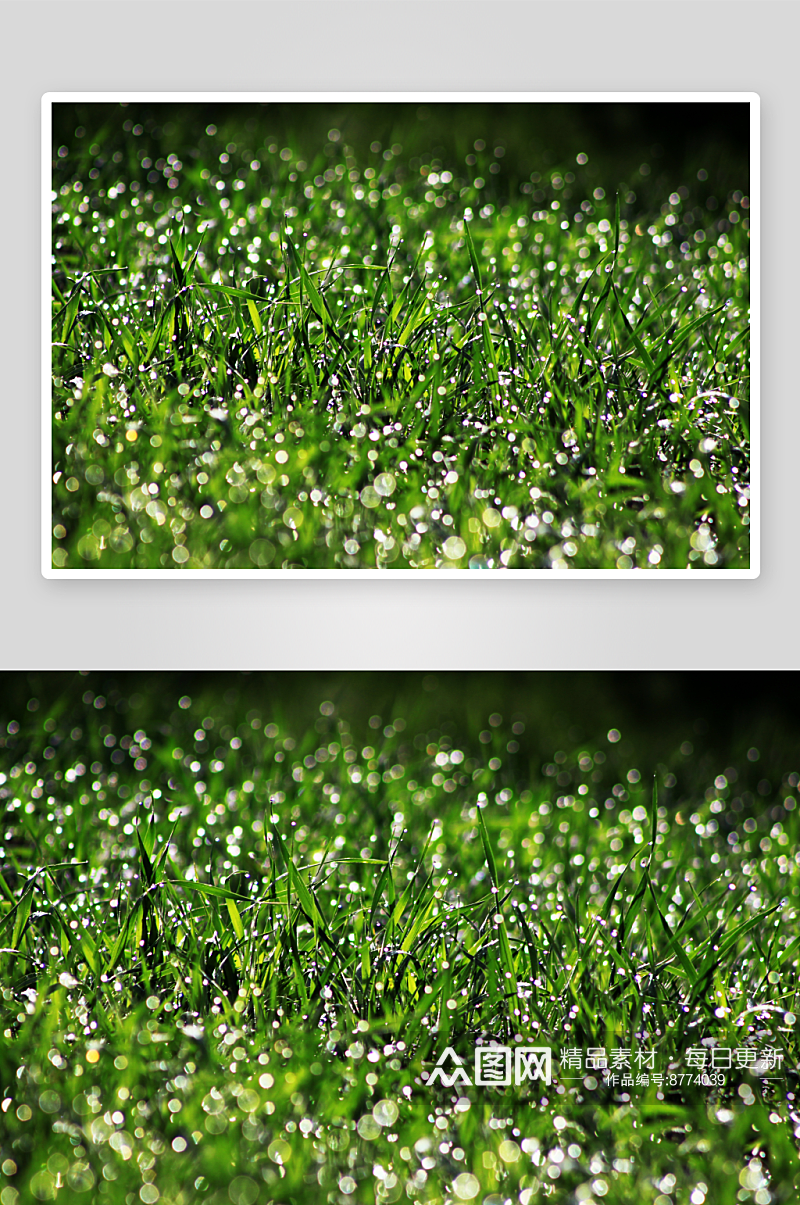植物草唯美摄影图片素材