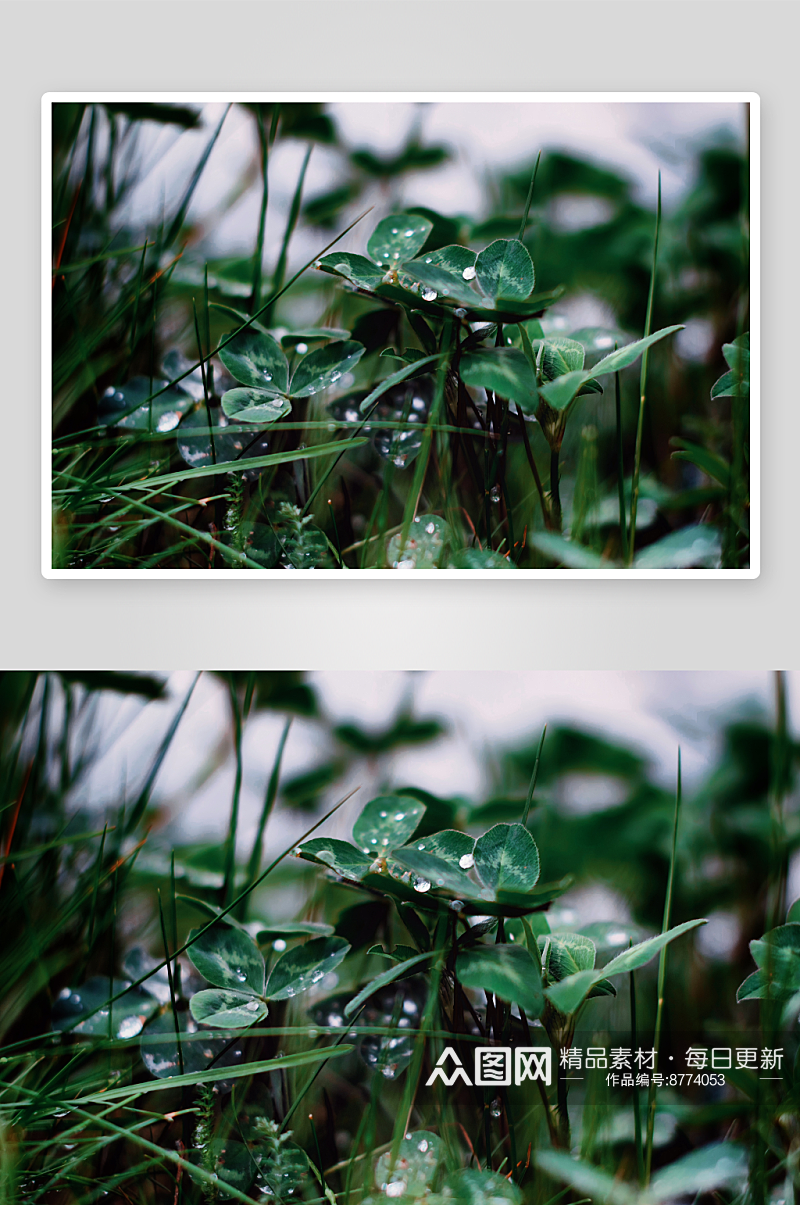 植物草高清摄影图片素材