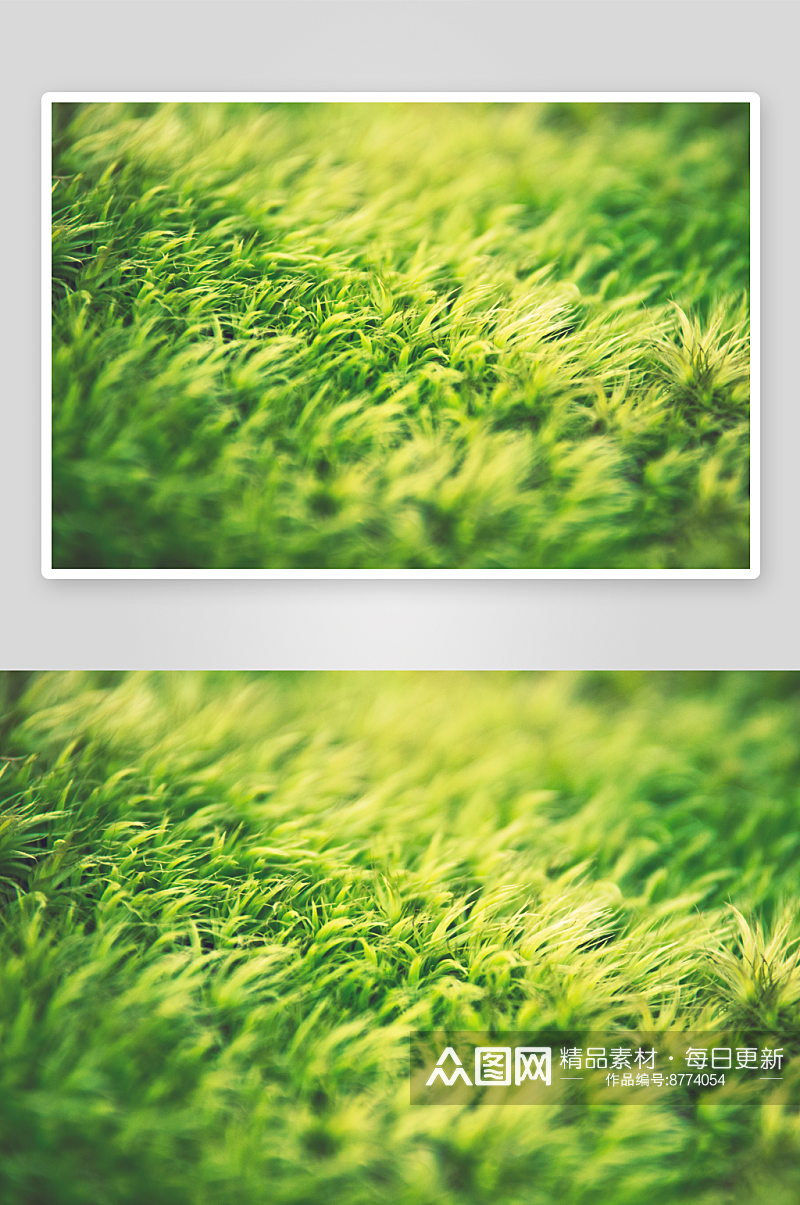 植物草高清摄影图片素材