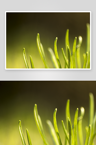 植物草高清摄影图片