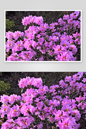 花卉杜鹃花摄影图片