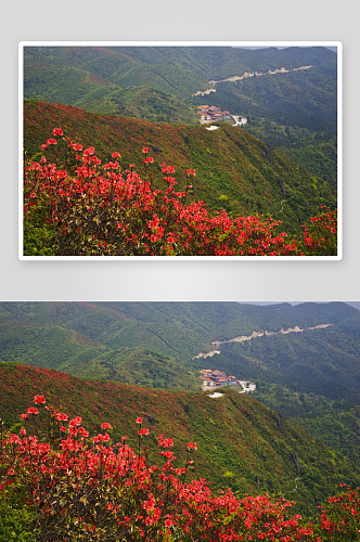 花卉唯美杜鹃花摄影图片