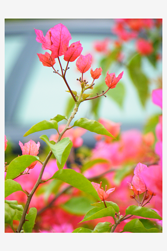 花卉唯美杜鹃花摄影图片