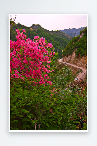 花卉唯美杜鹃花摄影图片