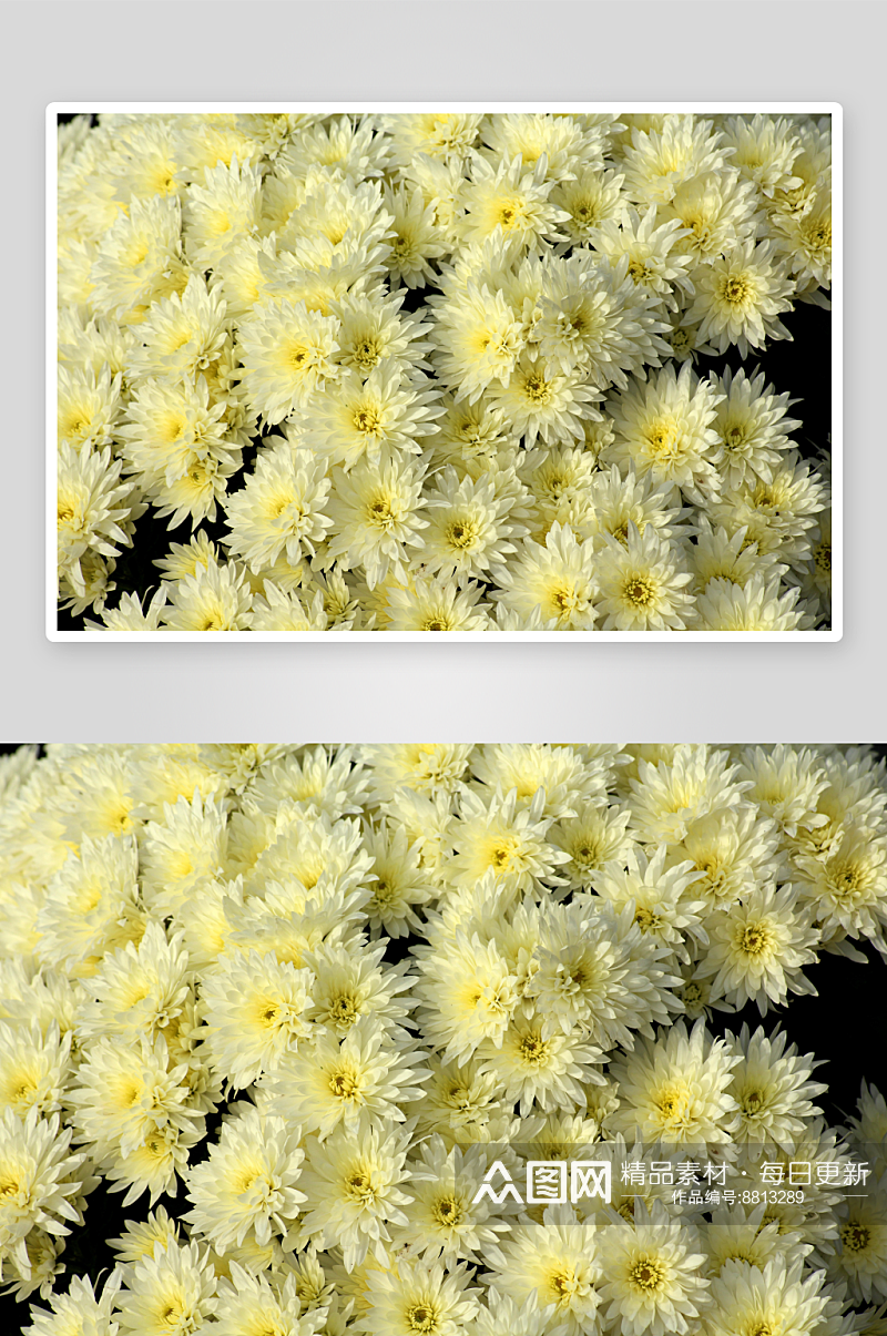 菊花花卉摄影图片素材