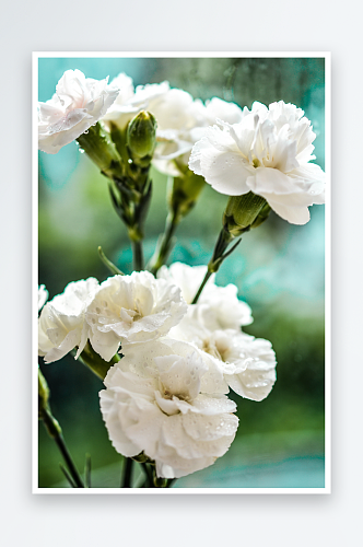 康乃馨唯美花卉图片