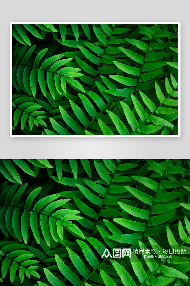 蕨类植物摄影图片素材