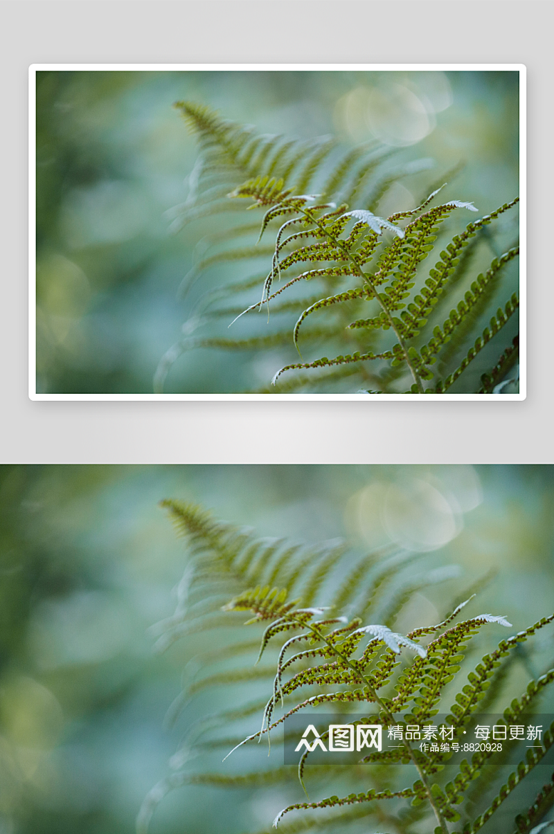 蕨类植物摄影图片素材