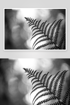 蕨类植物摄影图片