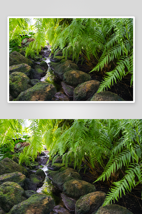 蕨类植物高清图片-众图网