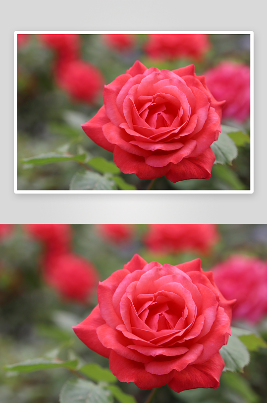 玫瑰花高清摄影图