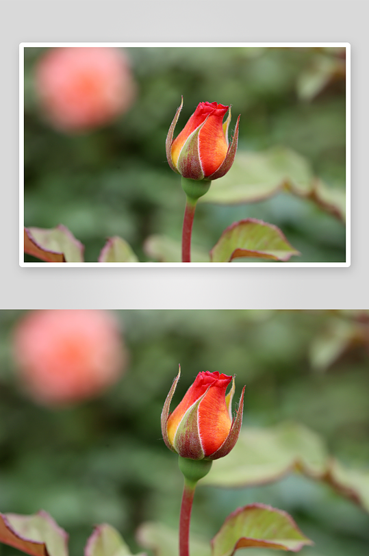 玫瑰花高清摄影图