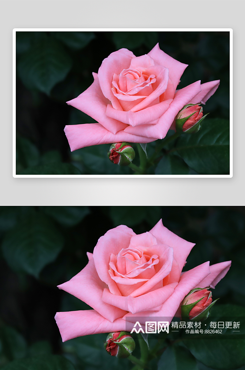 唯美玫瑰花高清摄影图素材