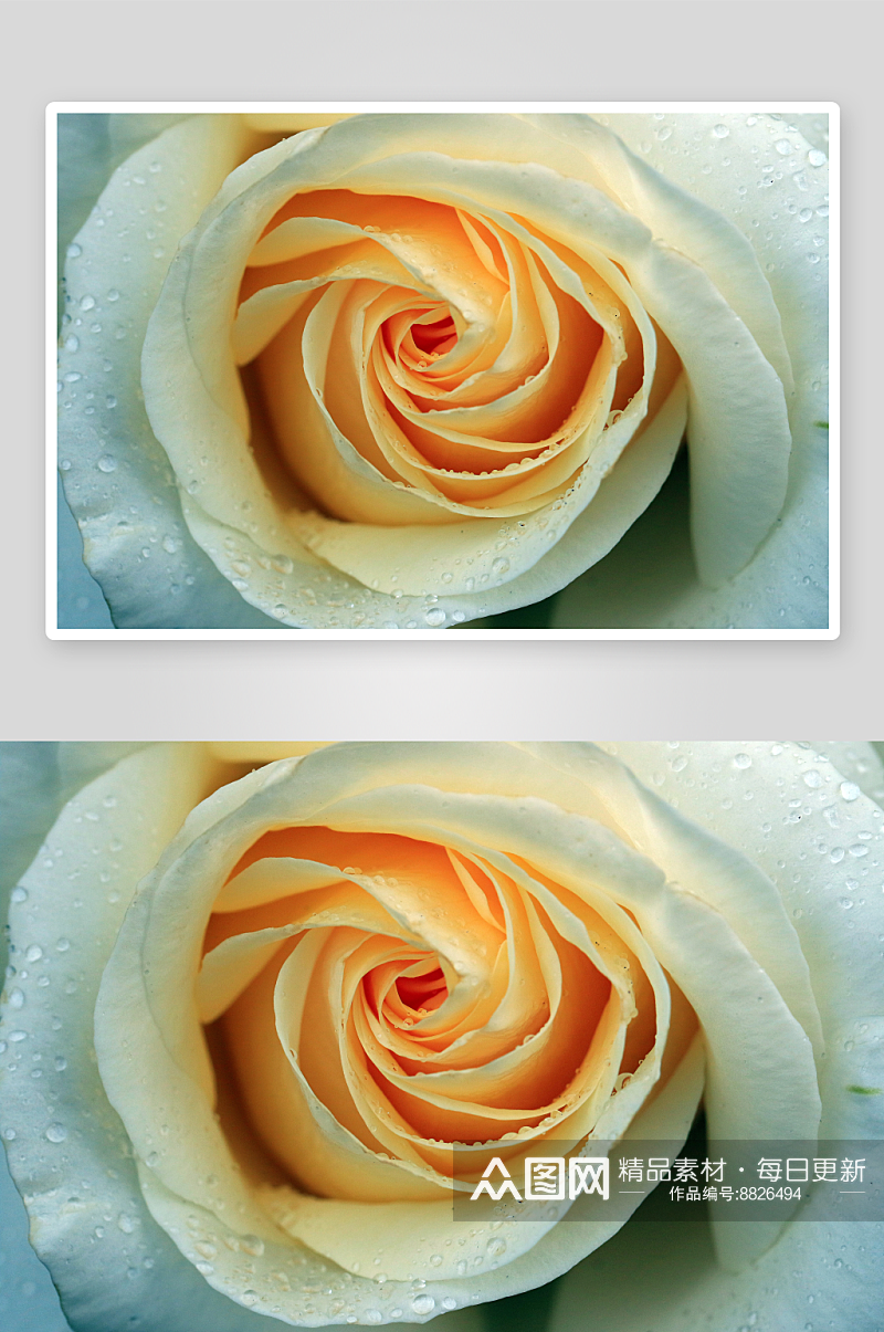 玫瑰花花卉高清摄影图素材