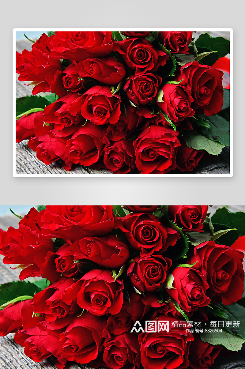 玫瑰花花卉高清摄影图素材