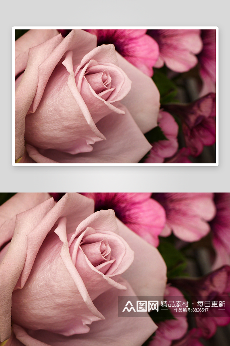 玫瑰花花卉摄影图素材