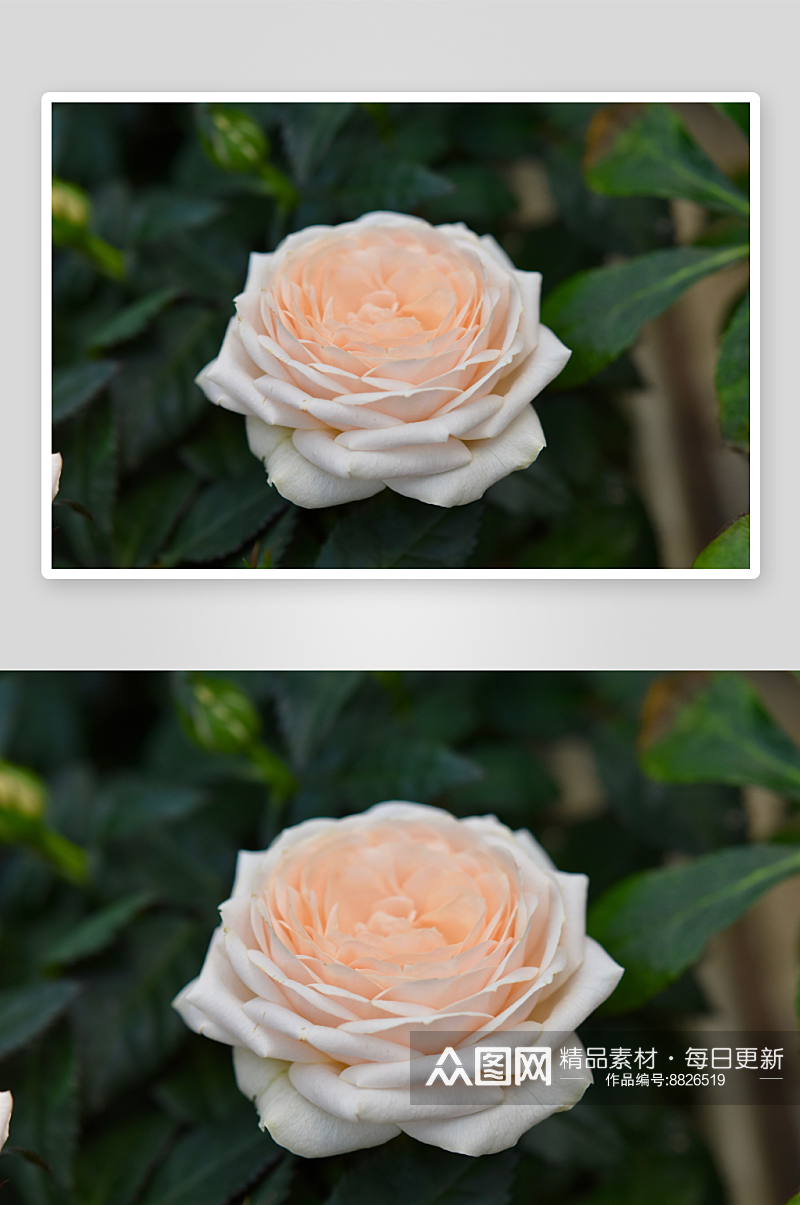 玫瑰花花卉摄影图素材