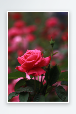 玫瑰花唯美摄影图