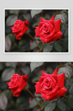玫瑰花唯美摄影图