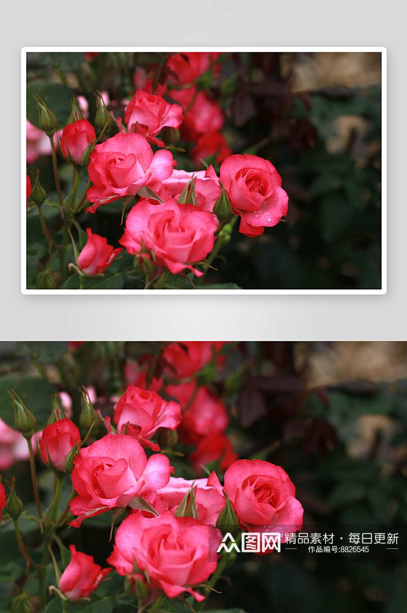 玫瑰花唯美摄影图素材