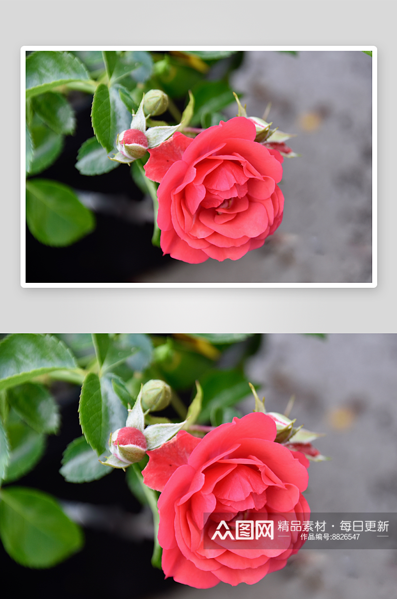 玫瑰花唯美摄影图素材