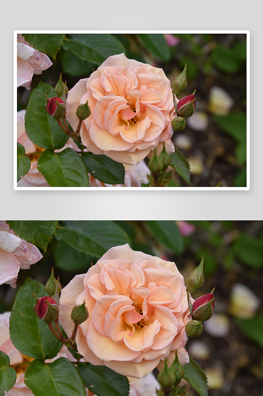 高清玫瑰花摄影图
