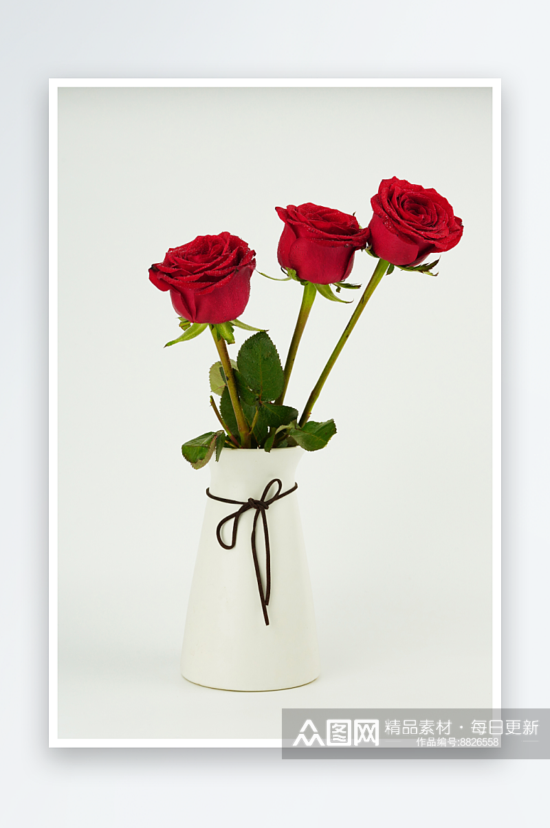 高清玫瑰花摄影图素材