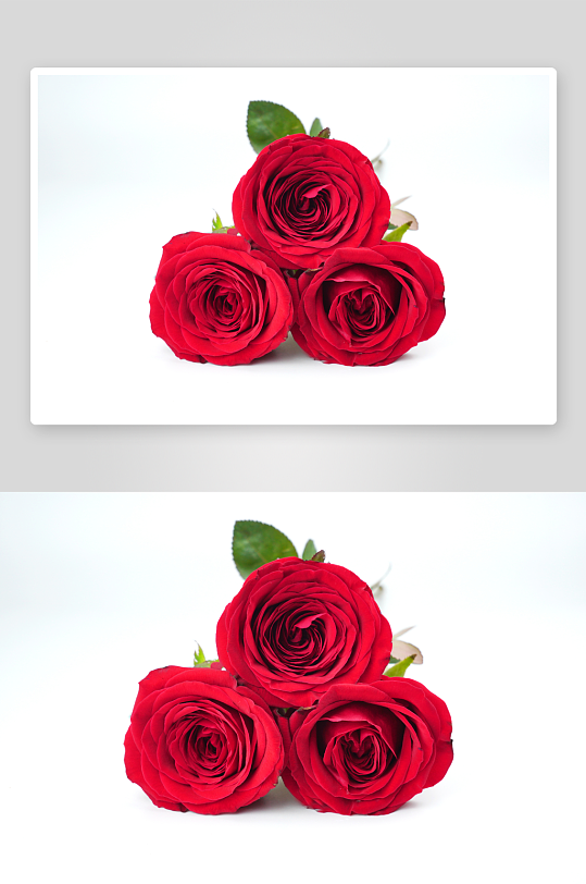 高清玫瑰花摄影图