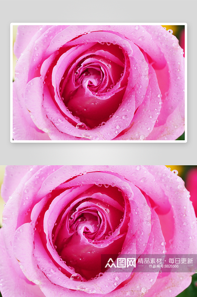 高清玫瑰花摄影图素材