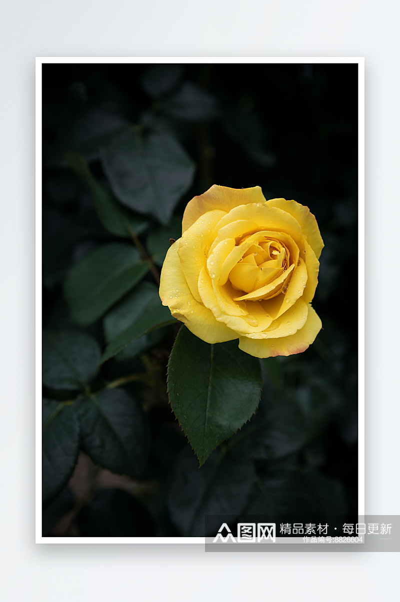 玫瑰花高清摄影图素材