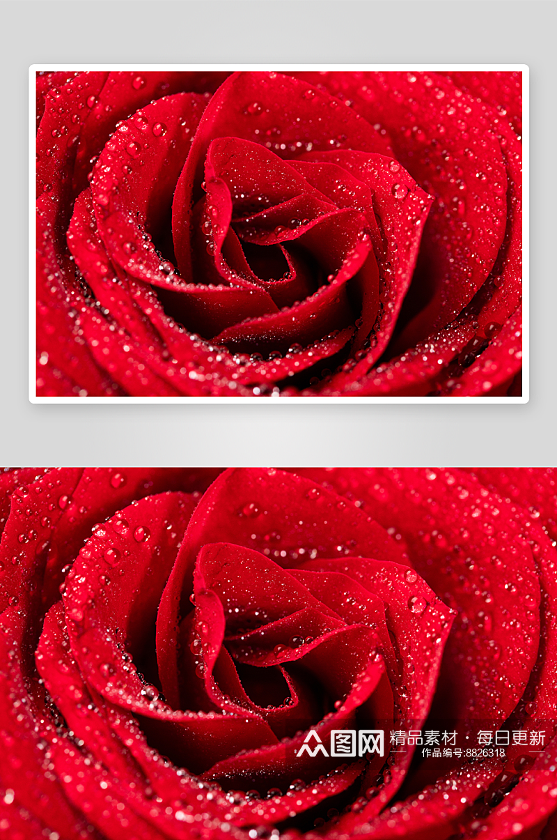 花卉高清玫瑰花摄影素材