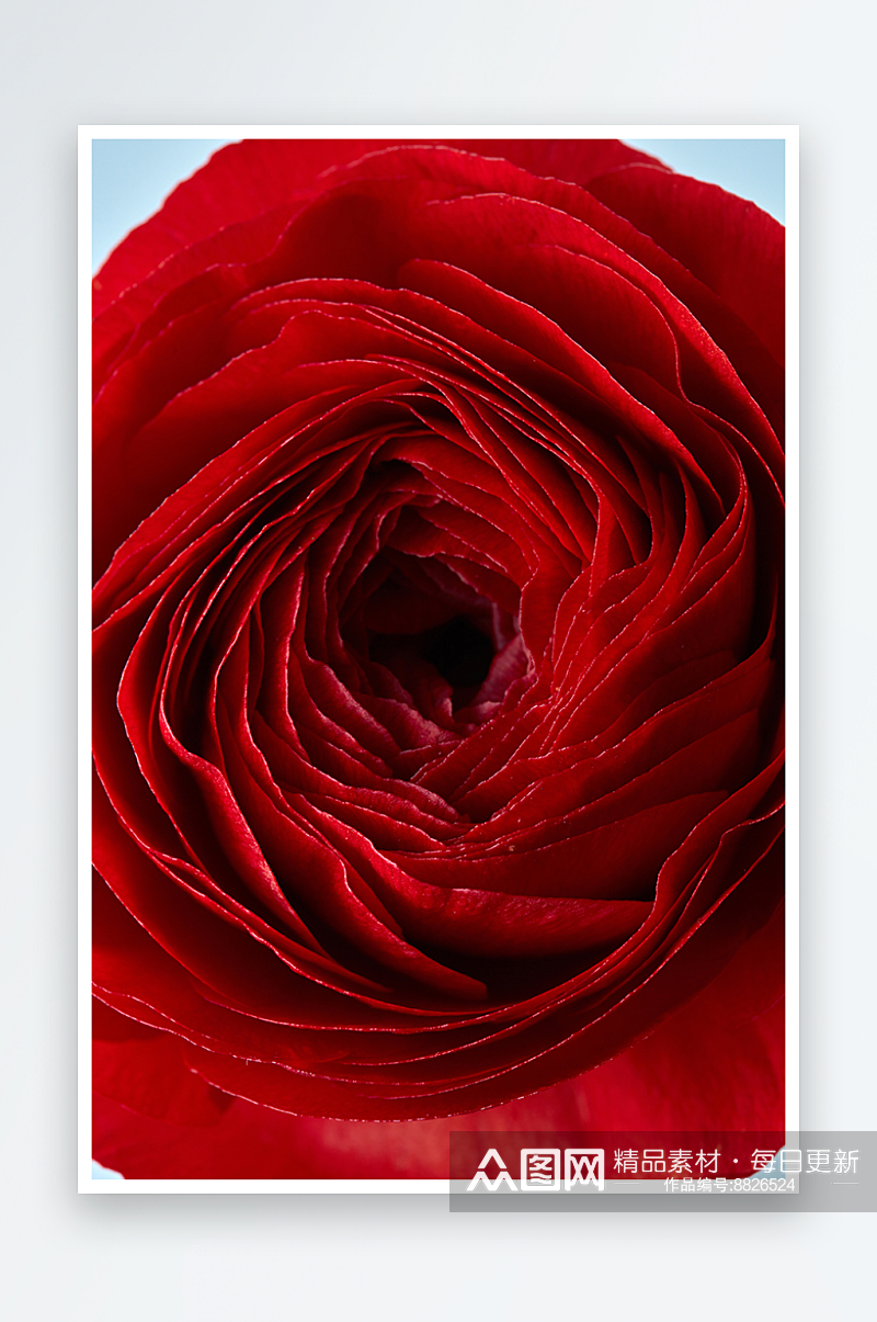 花卉高清玫瑰花摄影素材