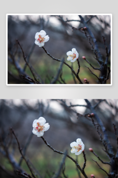 高清摄影花卉梅花图片素材