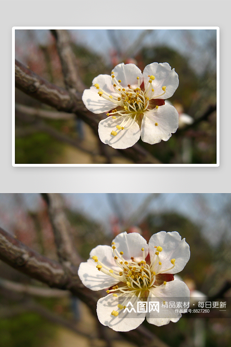 花卉梅花花枝摄影图片素材