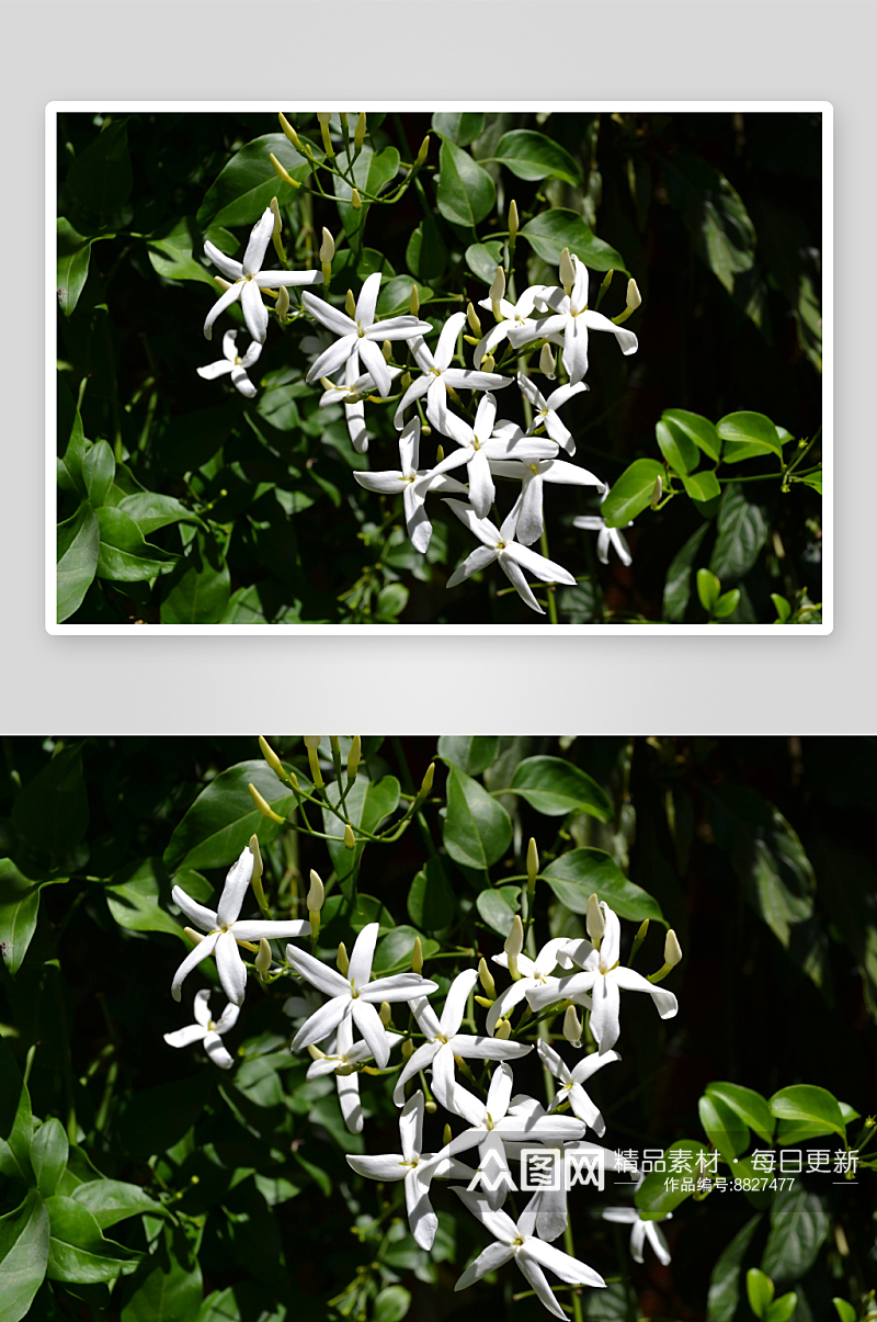 高清花卉茉莉花图片素材