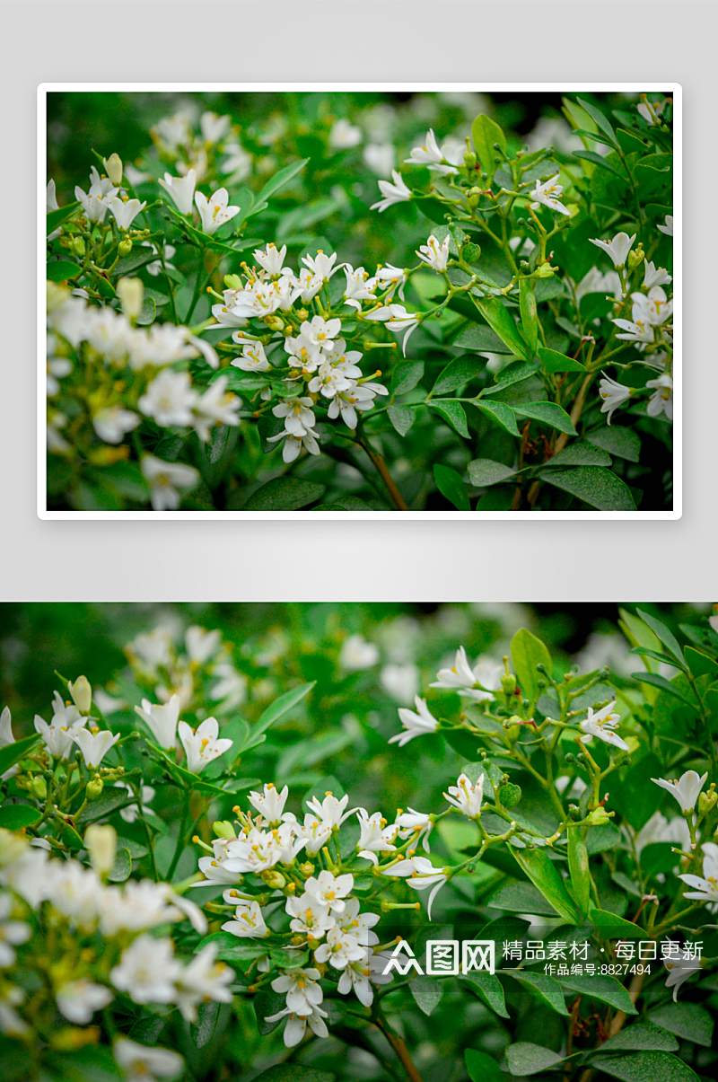 高清花卉茉莉花图片素材