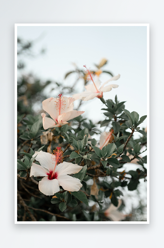 木槿花花卉摄影图