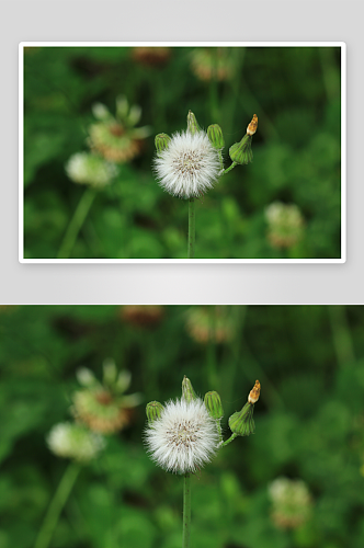 植物蒲公英花摄影图片素材