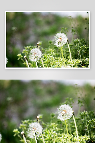 植物蒲公英花摄影图片素材