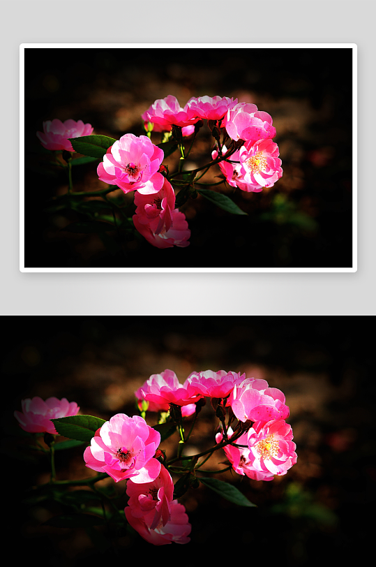 唯美蔷薇花植物图片