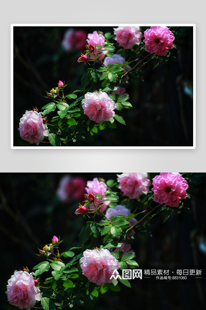 摄影蔷薇花植物图片素材素材