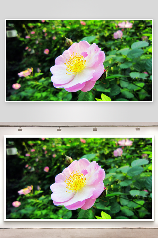 摄影蔷薇花植物图片素材