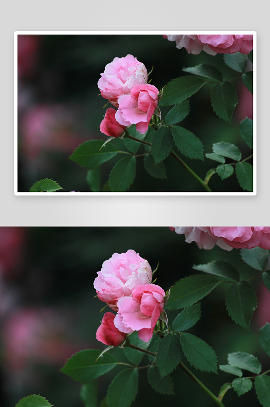 摄影蔷薇花植物图片素材