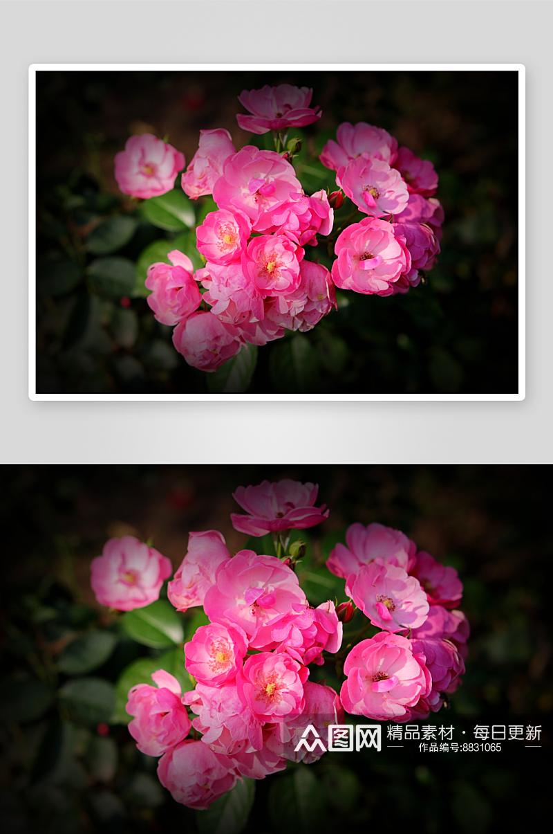 摄影蔷薇花植物图片素材素材