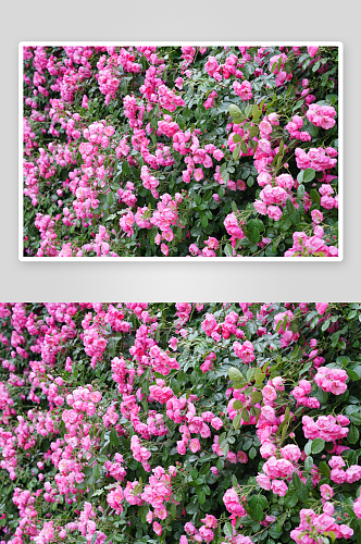 蔷薇花摄影图片素材